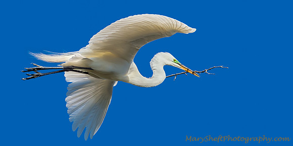 Egret Flying with Branch For a Nest