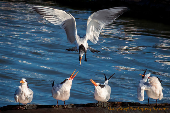 At the Elegant Tern Cotillion