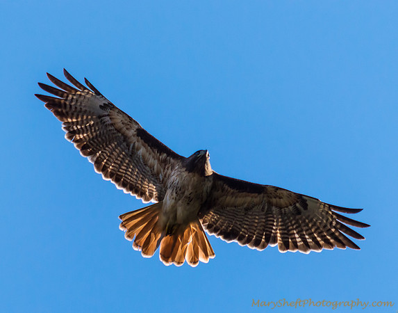 The Red Tail of the Hawk