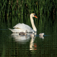 Mom and Cygnets