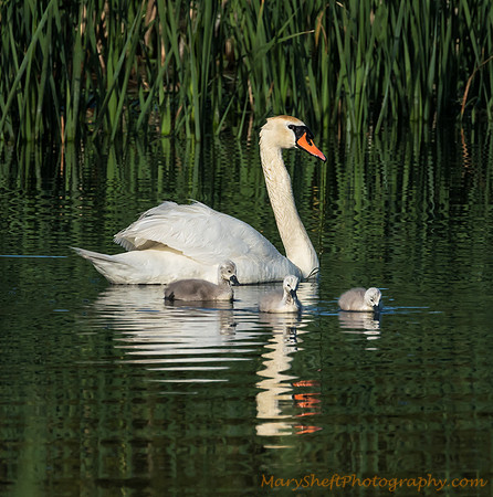 Mom and Cygnets