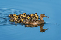 A Dozen Ducks