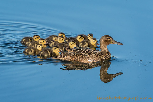 A Dozen Ducks