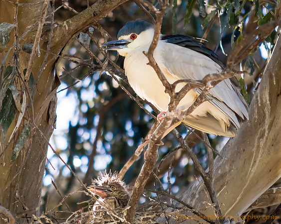 Black-crowned Night Heron and Chick