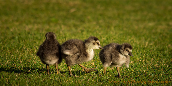 Endangered One-Day-Old Wild Hawaiian Nene Chicks
