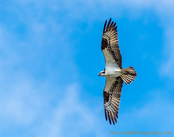 San Francisco Bay Osprey