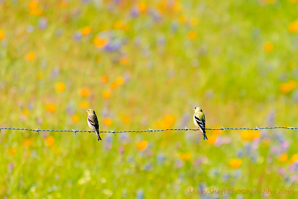 Goldfinches and Wildflowers