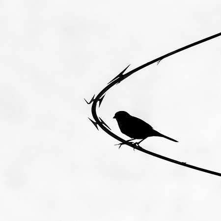 Contemplate