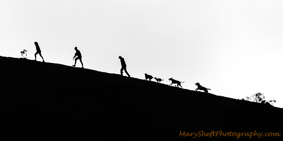 Evolution