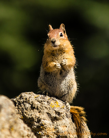 Alpine Curiosity