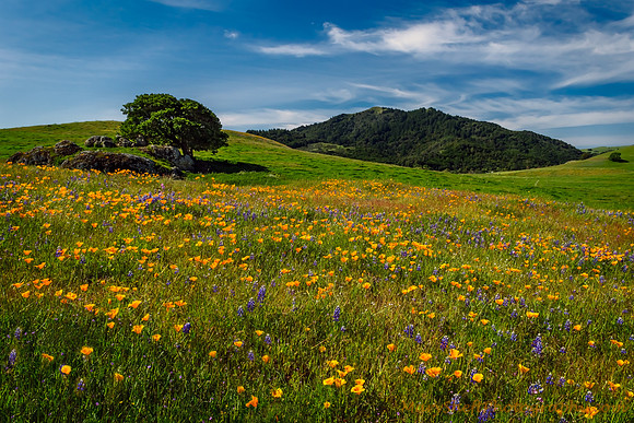 Wildflower Bliss