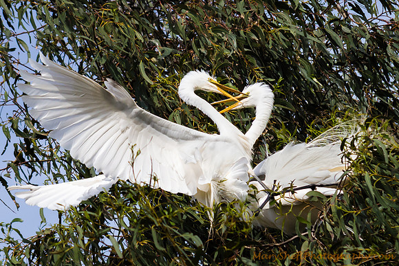 Egret Pair Greeting Each Other