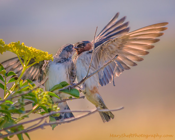 Swallow Feeding Chick