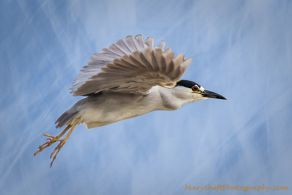 Black-Crowned Night Heron In Flight