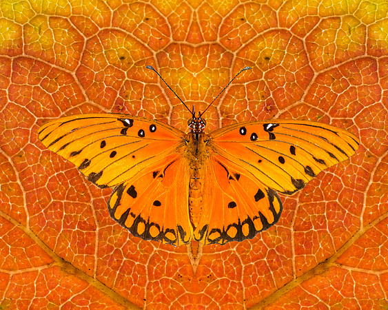 Fall's Passion