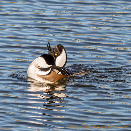 Courtship Display Head Toss