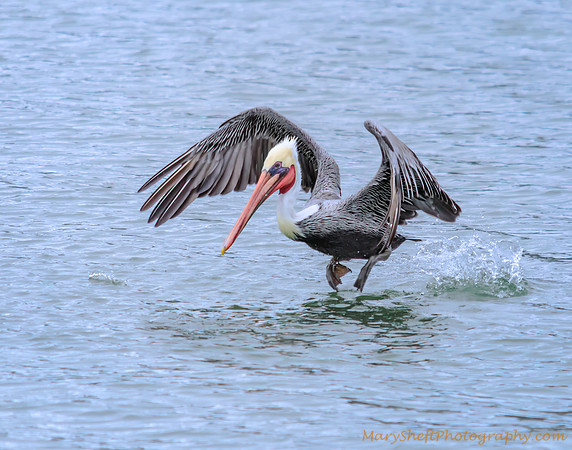 Pelican Taking Off