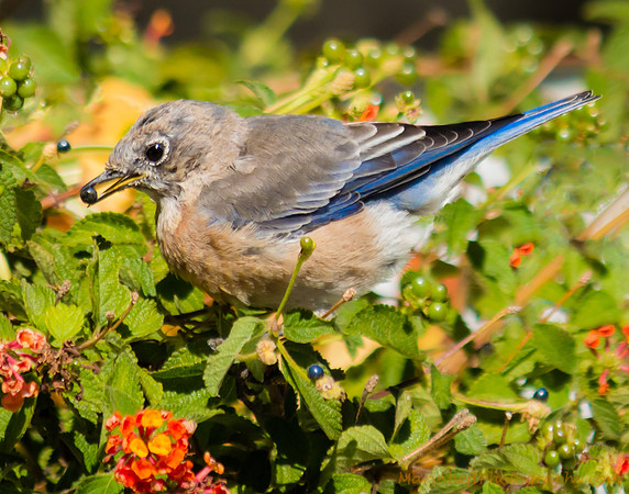 Bluebird Eating