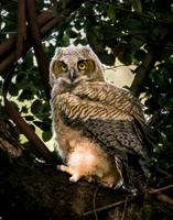 Owlet out of Nest