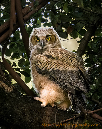 Owlet out of Nest