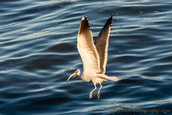 Gull with Herring from SF Bay Herring Run