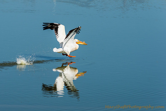 White Pelican Taking Off