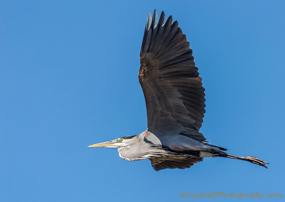 Blue Heron Beauty