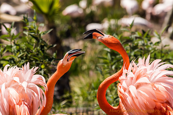 Bill-Fighting American Flamingos