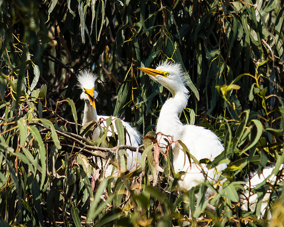 Egret Chicks
