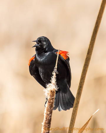 Red-Winged Blackbird Puffed-Up