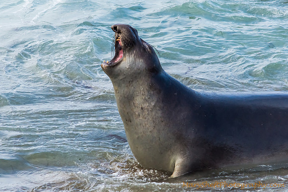 Adult Male Elephant Seal Barking