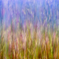 Tiburon Grasses