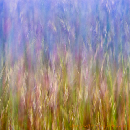 Tiburon Grasses