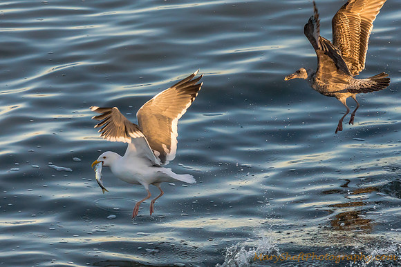 Victorious Gull with Herring