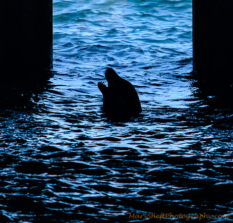 Sea Lion Silhouette