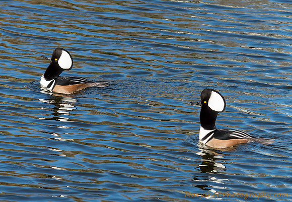 Dual Neck Stretch Mating Display