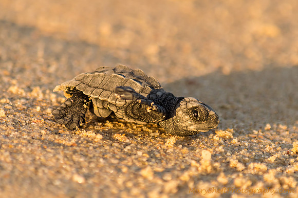 Tortuga