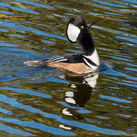 Male Hooded Merganser Neck Stretch