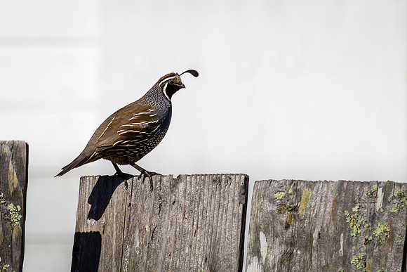 California Quail on an Old Fence