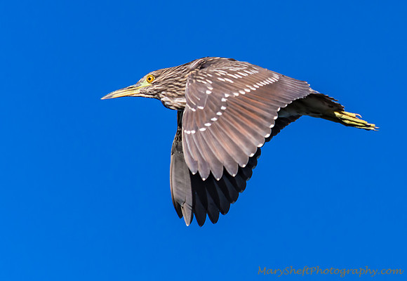 Juvenile Black-Crowned Night Heron