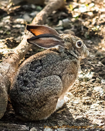Black-Tailed Jackrabbit