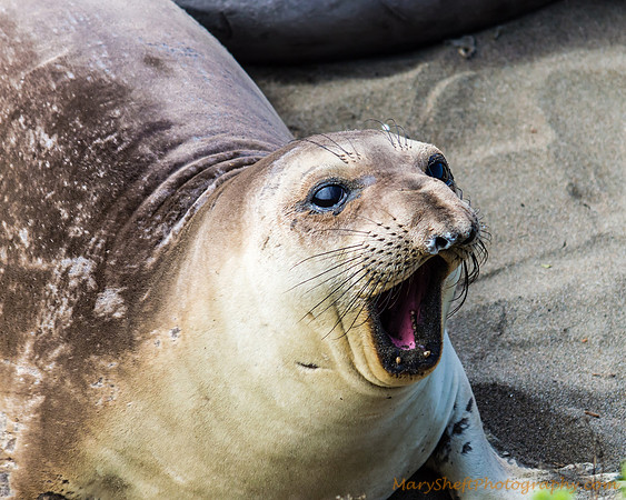 Elephant Seal Barking
