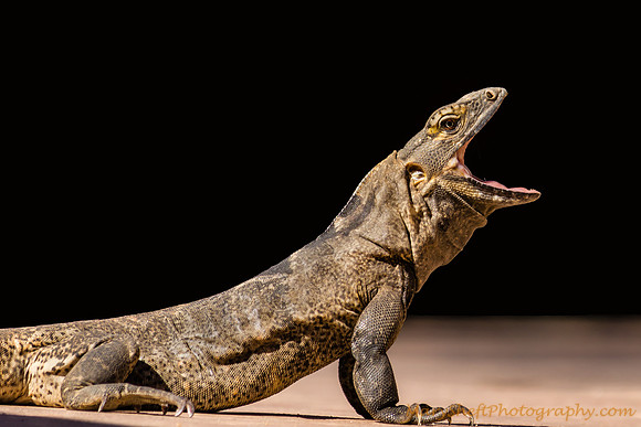 I am an Iguana!