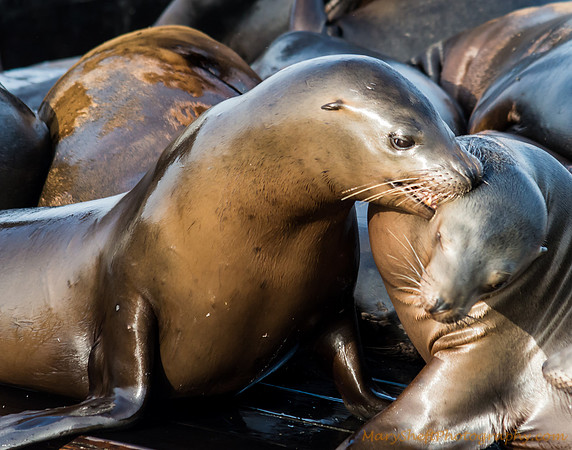 A California Sea Lion Biting Another