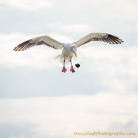 Seagull Dropping Mussel to Crack Shell