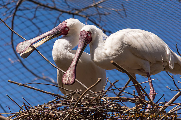 Nesting African Spoonbills
