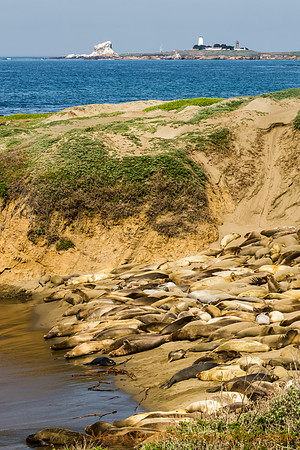 Elephant Seals at Piedras Blancas