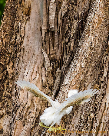 Chick Falling Down (3 of 5)