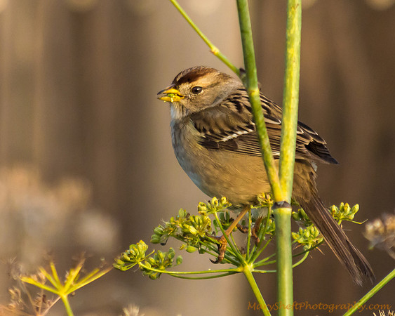 Golden Crowned Sparrow with Wild Fennel Seed