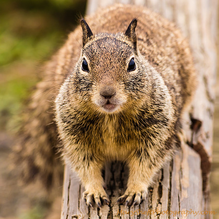 California Ground Squirrel